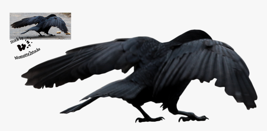 Cut-out Stock Png - Crow Protecting, Transparent Png, Free Download