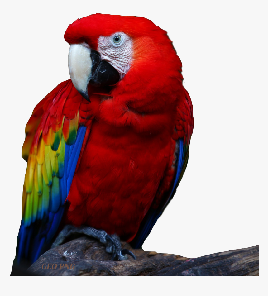 Parrot Png, Transparent Png, Free Download