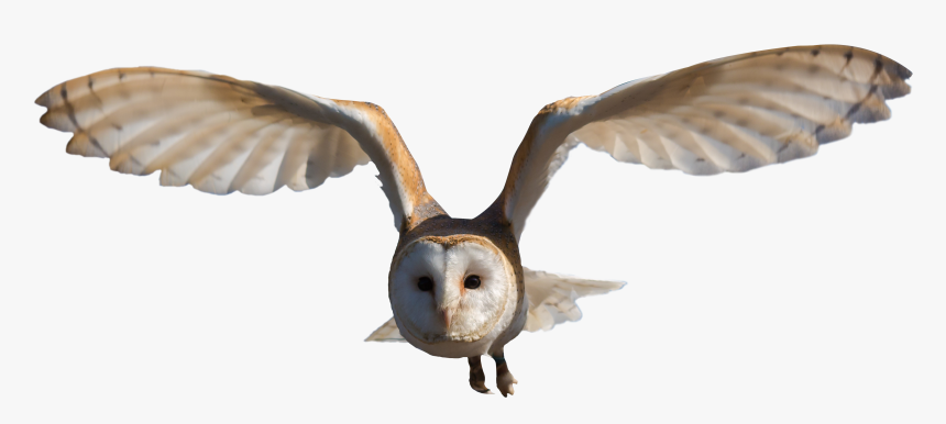 Barn Owl Png, Transparent Png, Free Download