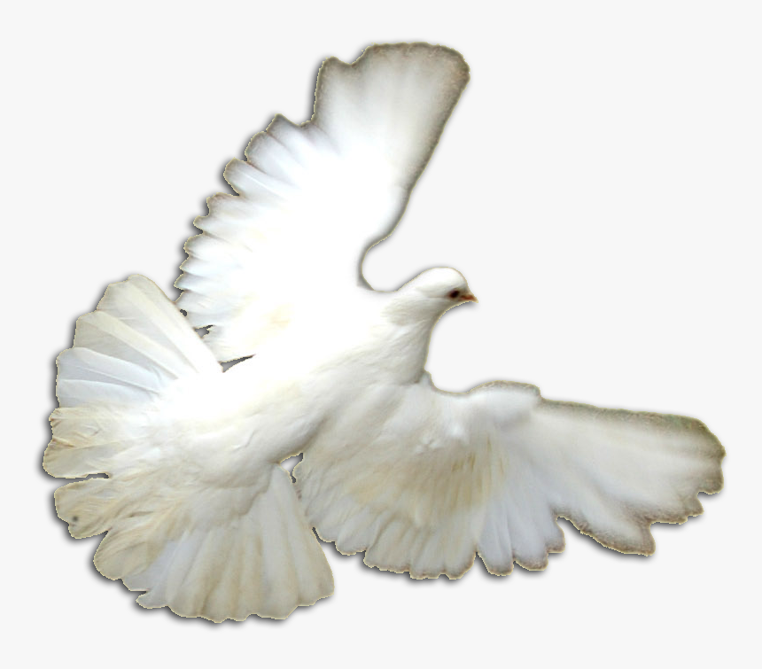 White Doves Png - Pigeons And Doves, Transparent Png, Free Download