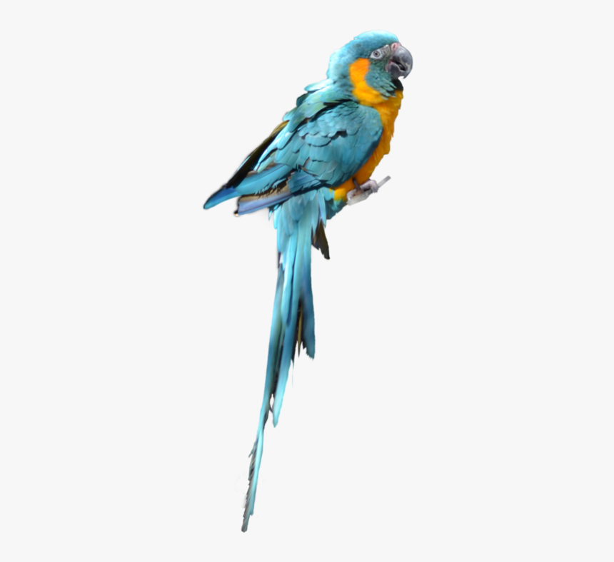 Blue Parrot Png Picture - Parrot Bird Png Hd, Transparent Png, Free Download