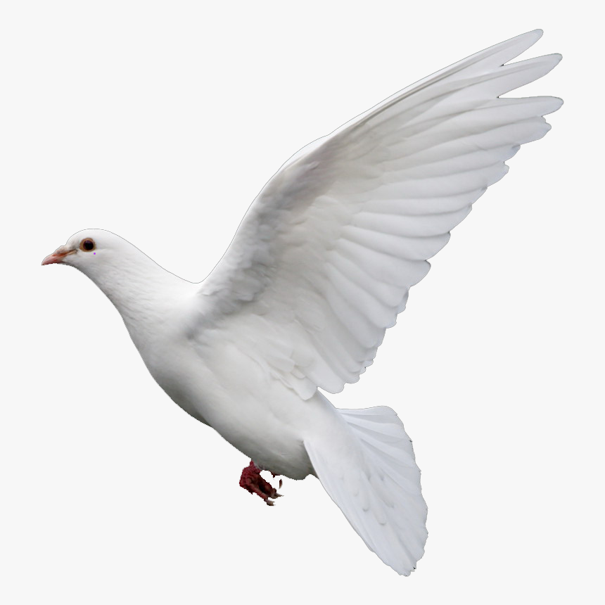 Rock Dove Columbidae Goose Doves As Symbols - Png Kabutar, Transparent Png, Free Download