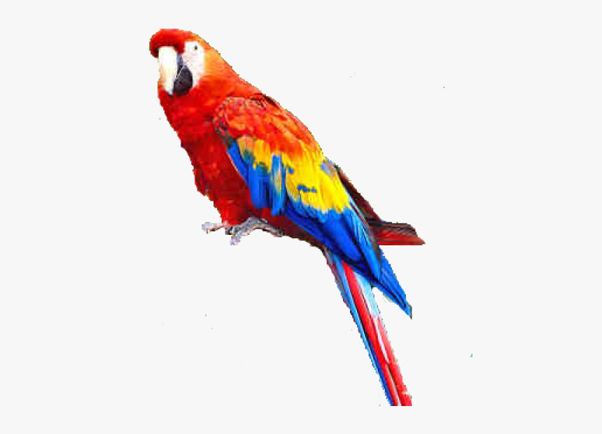Parrot Png Free Download - Parrot Png, Transparent Png, Free Download