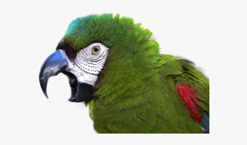 Parakeet, HD Png Download, Free Download