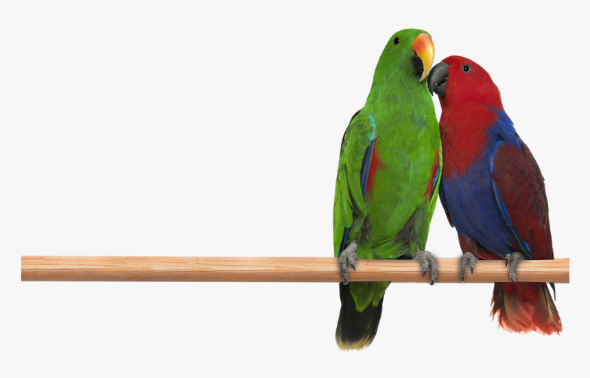 Photo Of A Male And Female Eclectus Parrots Perched - Eclectus Parrot Transparent, HD Png Download, Free Download