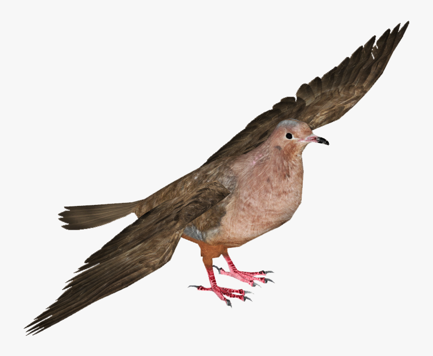 Pigeons And Doves , Png Download - Jambu Fruit Dove Transparent, Png Download, Free Download