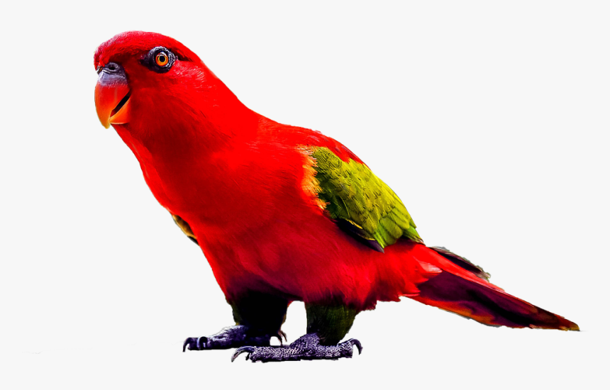 Download Parrot Png Transparent Images Transparent - Parrots, Png Download, Free Download