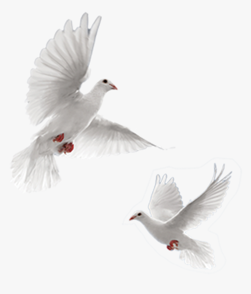 Rock Dove Columbidae 54 Cards Doves As Symbols - Tapash Editz Background Png, Transparent Png, Free Download