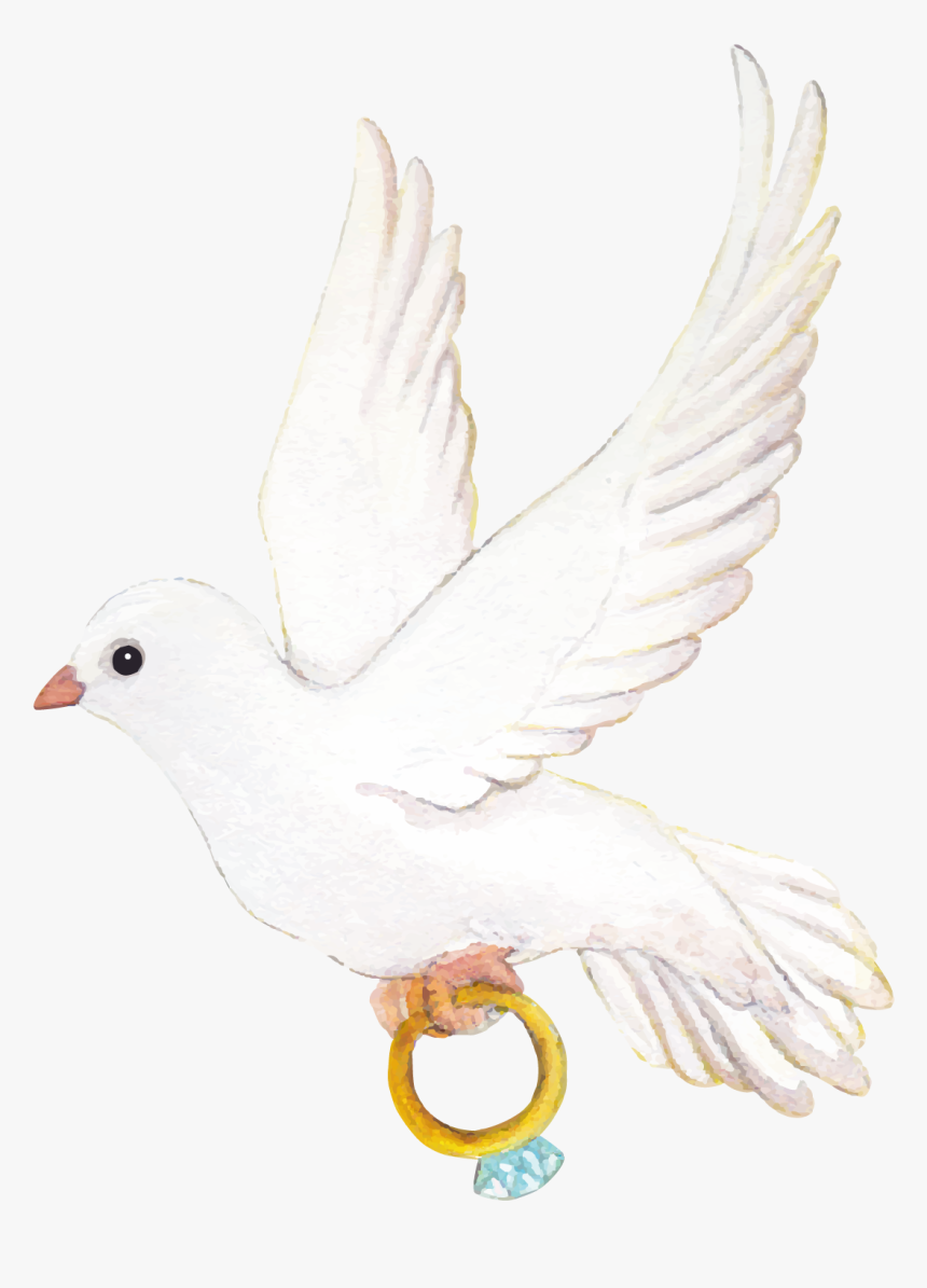 Wedding Pigeon Png, Transparent Png, Free Download