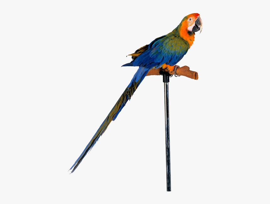 Parrot Png Free Images - Wild Parrot Feeder, Transparent Png, Free Download