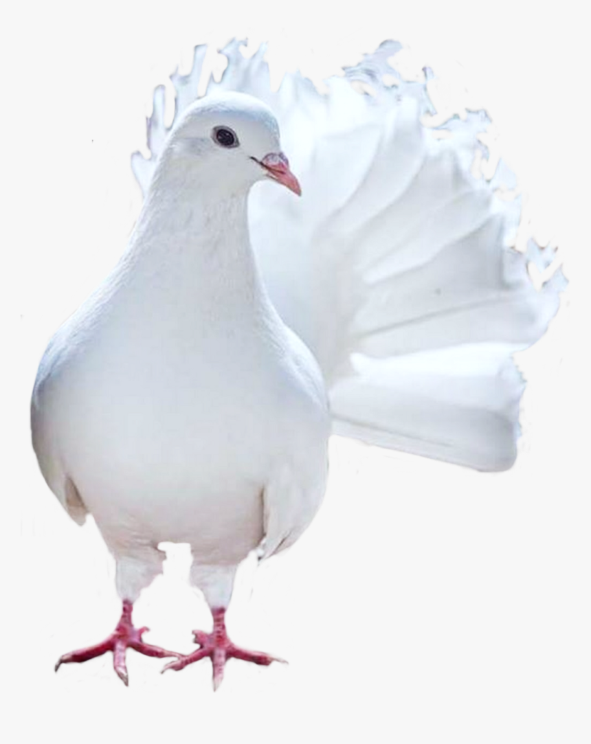 Pigeons And Doves , Png Download - Seabird, Transparent Png, Free Download