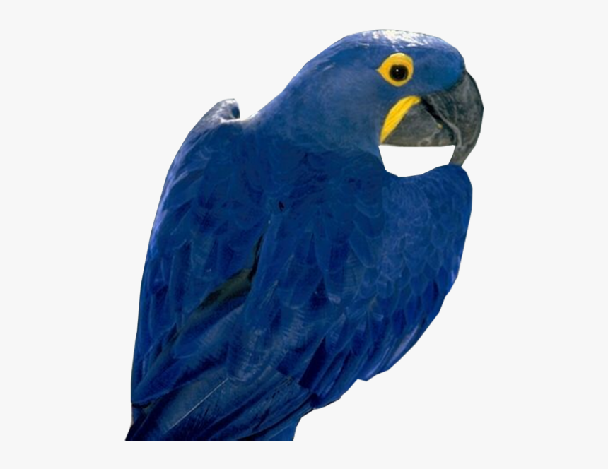 Blue Parrot Free Png Image - Blue Parrot Png, Transparent Png, Free Download