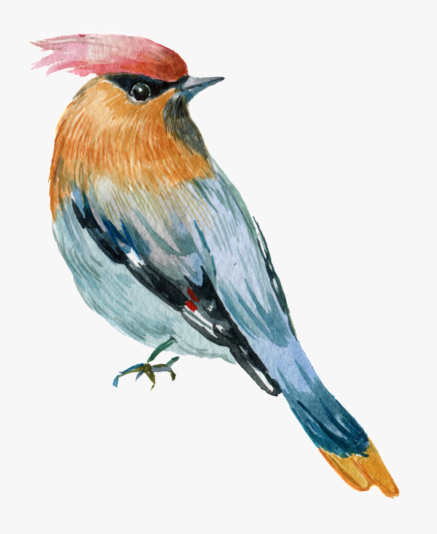 Hand Painted A Rare Parrot Png Transparent - European Robin, Png Download, Free Download