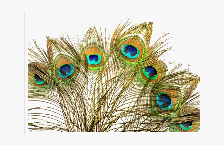 Peacock Feather Background Png, Transparent Png - Peacock Feather Images Hd Wallpaper Png, Png Download, Free Download