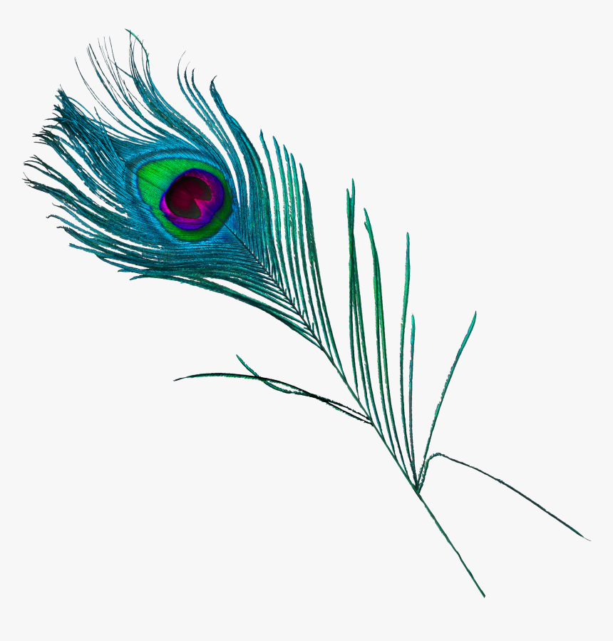 Beautiful Peacock Feathers Png Download - Peafowl, Transparent Png, Free Download