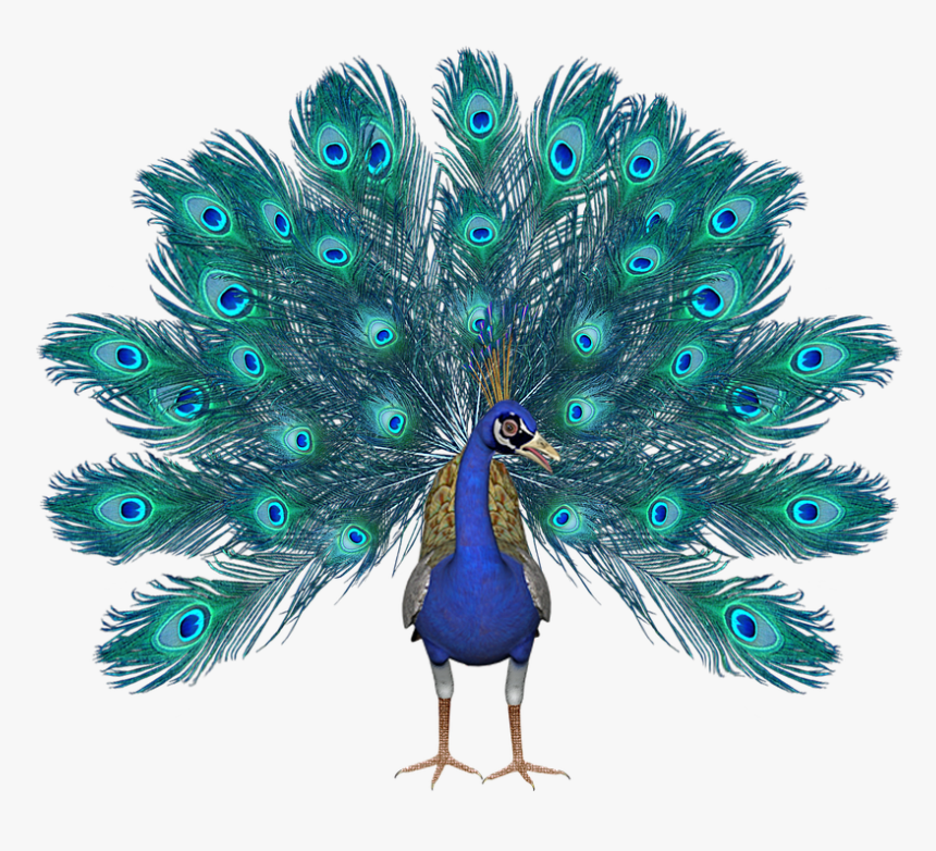 Transparent Peacock Feathers Clipart - Pavo Real En Png, Png Download, Free Download