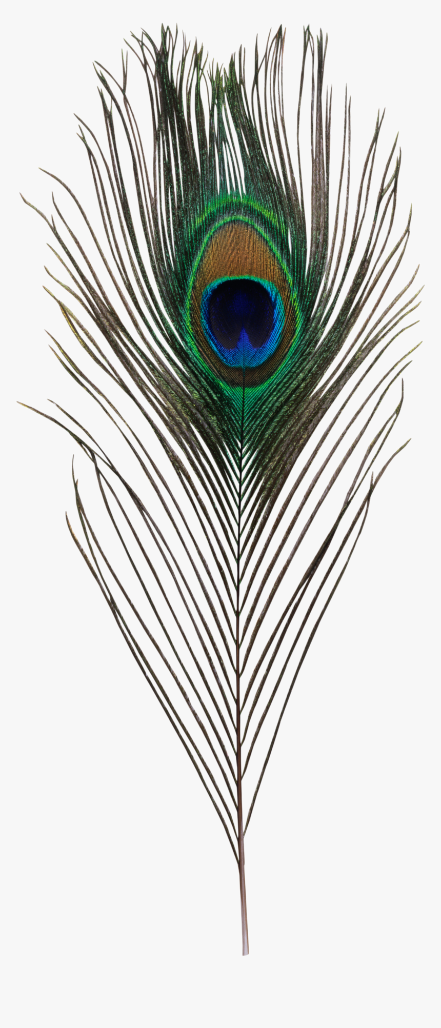 Clip Art Bird Asiatic Peafowl Feather - Krishna Peacock Feather Png, Transparent Png, Free Download