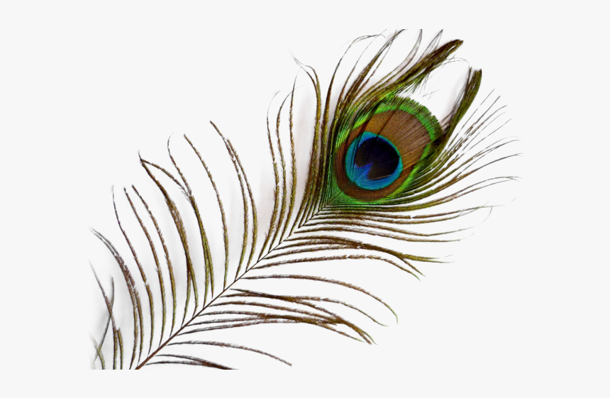 Peacock Feather Png Transparent Images - Transparent Background Peacock Feather Png, Png Download, Free Download