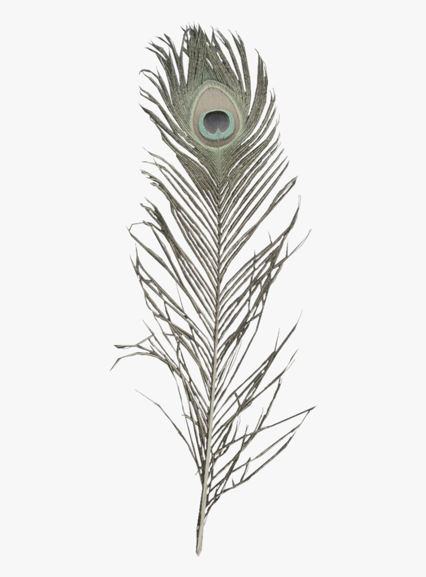 Krishna Flute With Peacock Feather Images - Peacock Feather Transparent Png, Png Download, Free Download