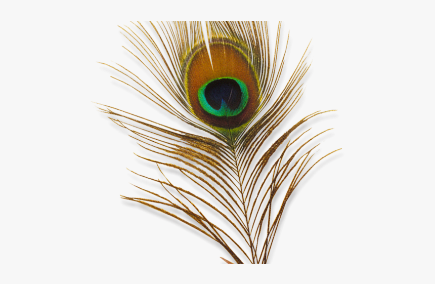 Peacock Feather Png Transparent Images, Png Download, Free Download