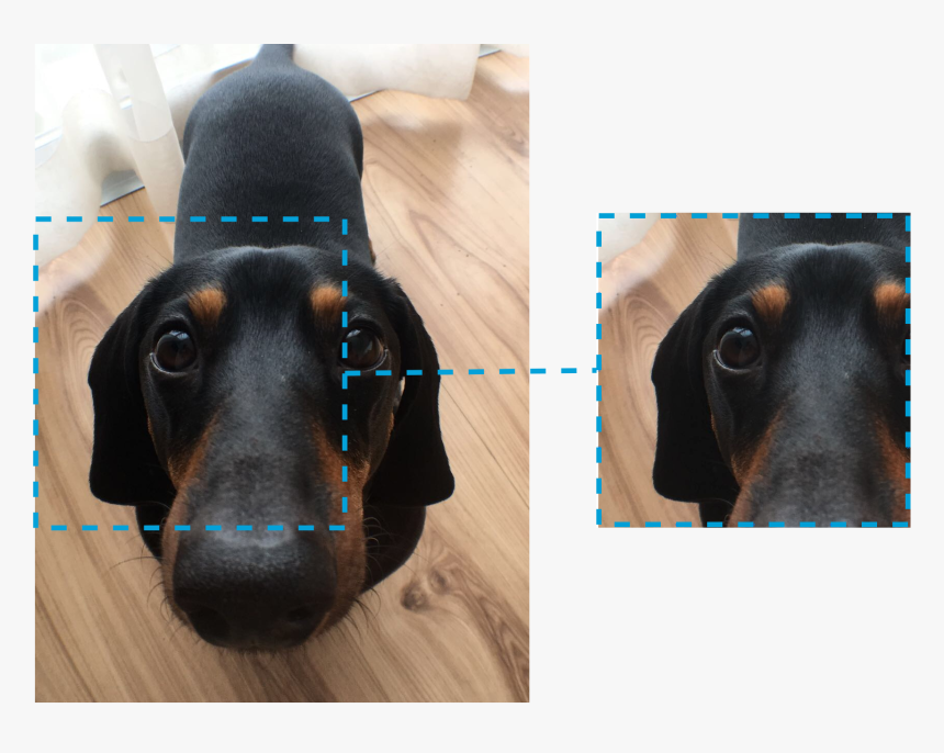 Dachshund, HD Png Download, Free Download