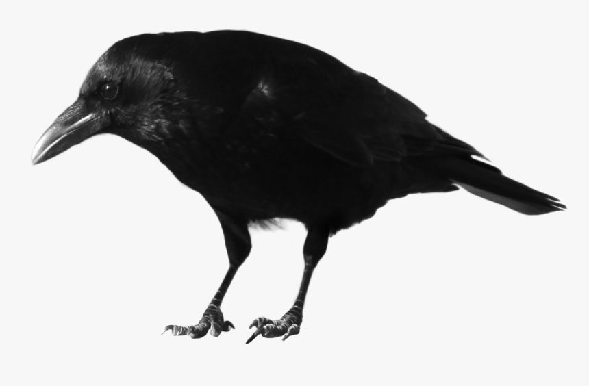 Crow Transparent Png Photo - Crow Transparent, Png Download, Free Download