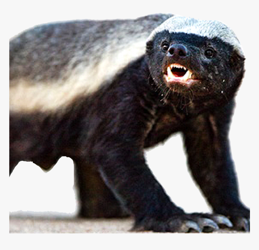 Honey Badger Png, Transparent Png, Free Download