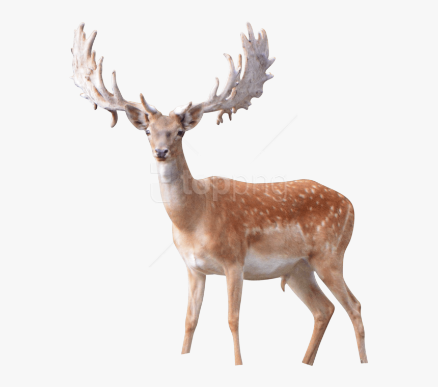 Deer,roe Deer,tail,fawn,fur - Antler, HD Png Download, Free Download