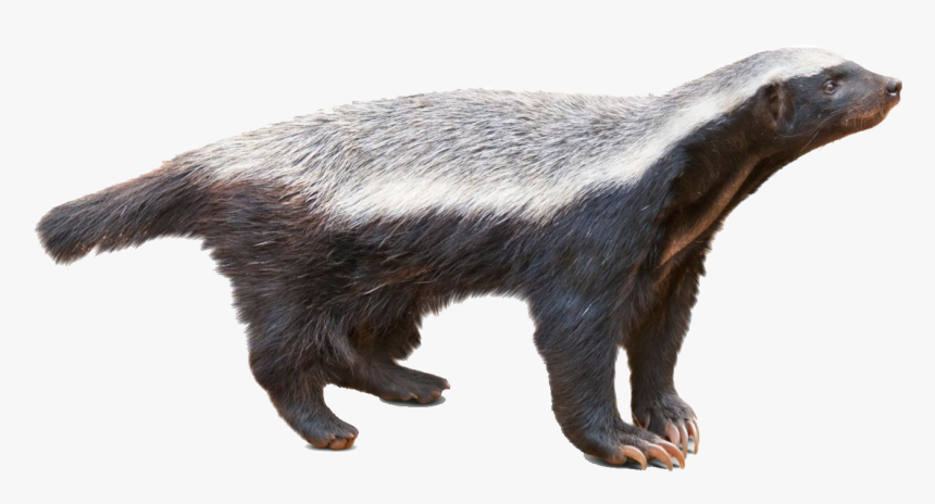 Honey Badger - Honey Badger Png, Transparent Png, Free Download