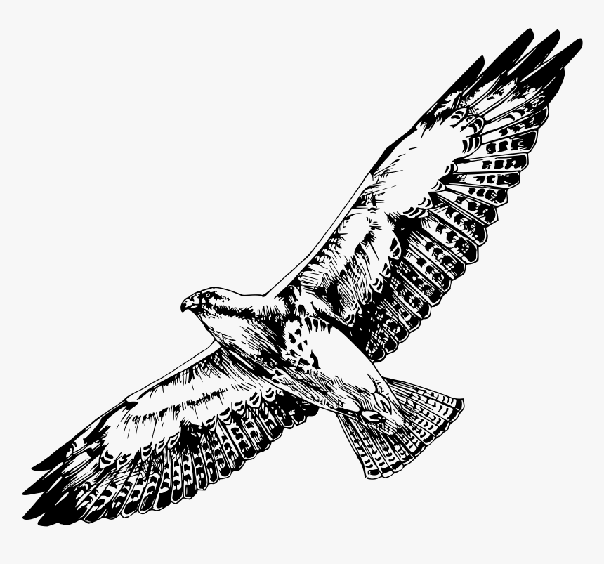 Hawk Png Black And White - Hawk Clipart Black And White, Transparent Png, Free Download