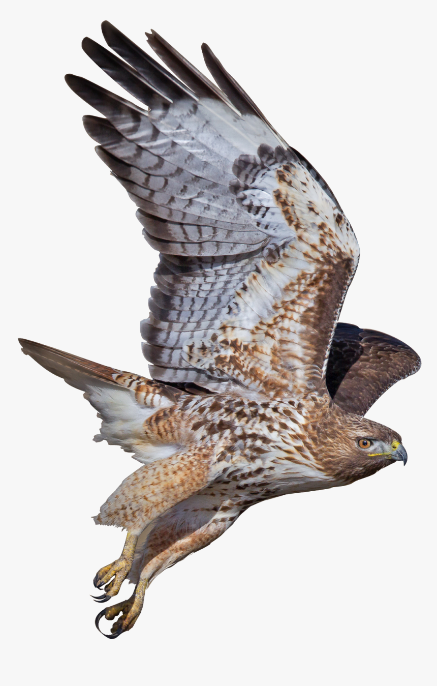 Png Coopers Hawk Picture Black And White - Falcon Png, Transparent Png, Free Download