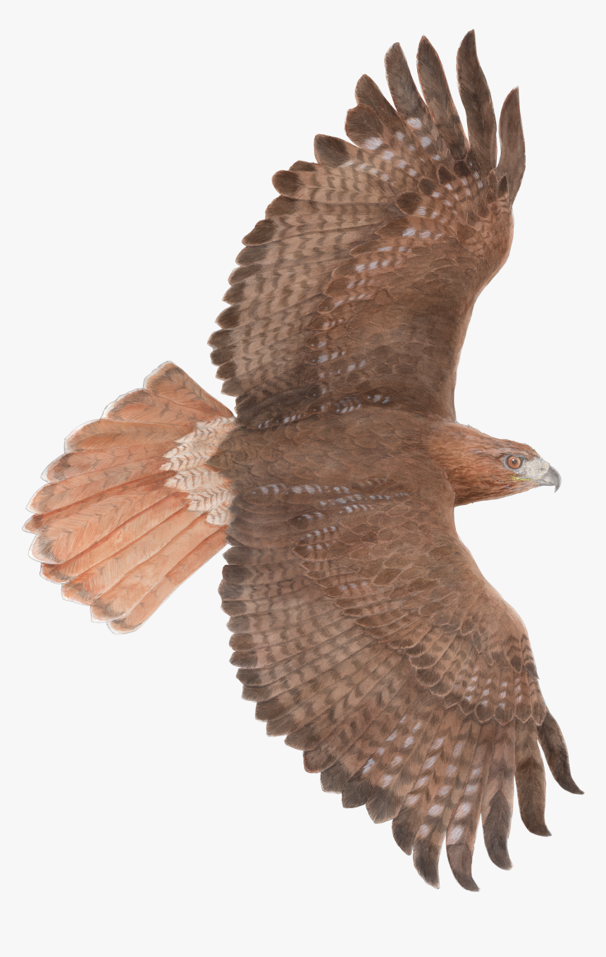 28 Collection Of Red Tailed Hawk Flying Drawing - Red Tailed Hawk Illustration, HD Png Download, Free Download