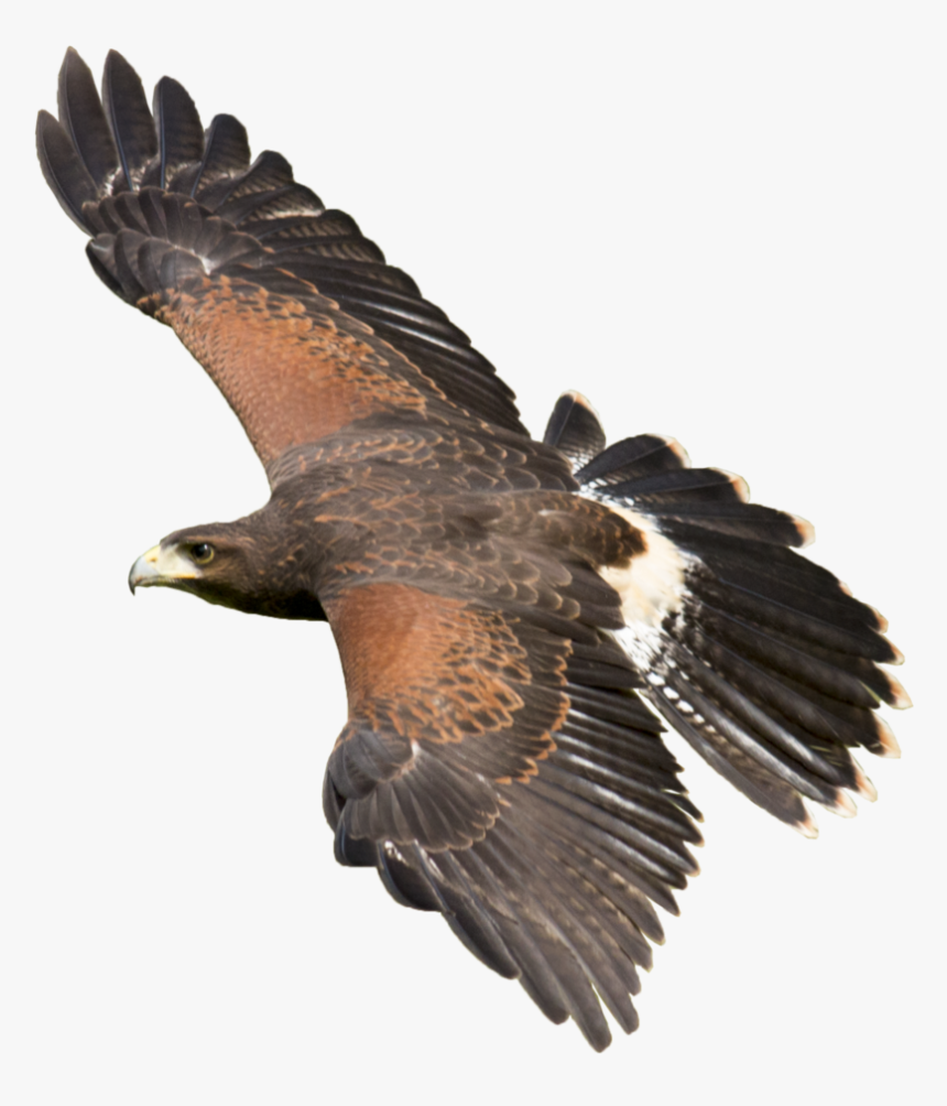 Harris Hawk Transparent - Harris Hawk Png, Png Download, Free Download