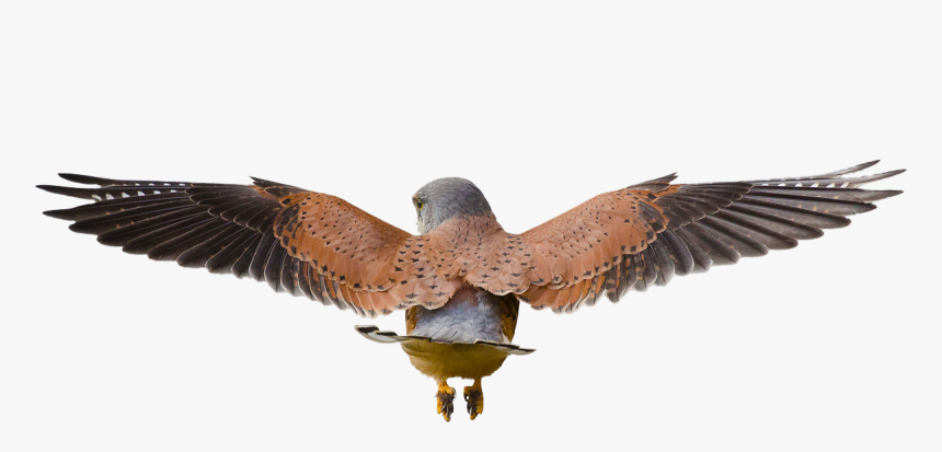 Hawk Flying Png - Bird Flying Away Behind, Transparent Png, Free Download