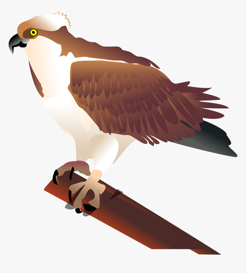 Osprey Clip Art, HD Png Download, Free Download