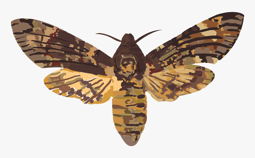 Death Head Hawk - Death Head Hawk Moth Uk, HD Png Download, Free Download