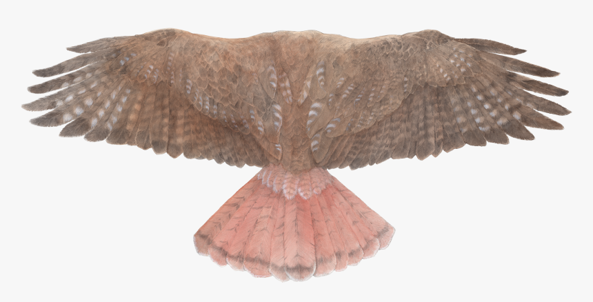 Red-tailed Hawk Wings - Back Of Hawk Wings, HD Png Download, Free Download