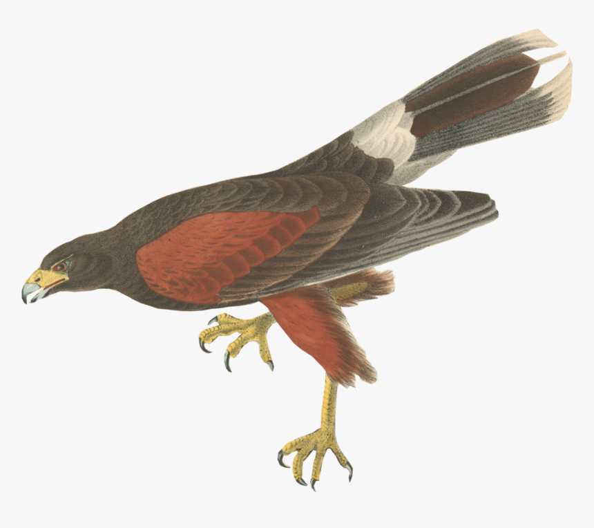 Transparent Confused Travolta Png - John James Audubon, Png Download, Free Download