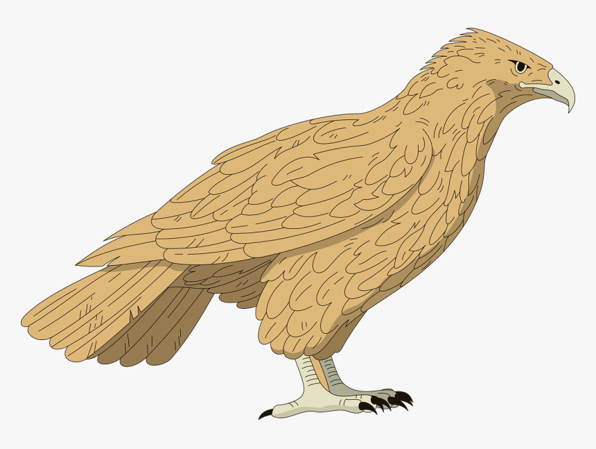 Transparent Peregrine Falcon Png - Hawk, Png Download, Free Download