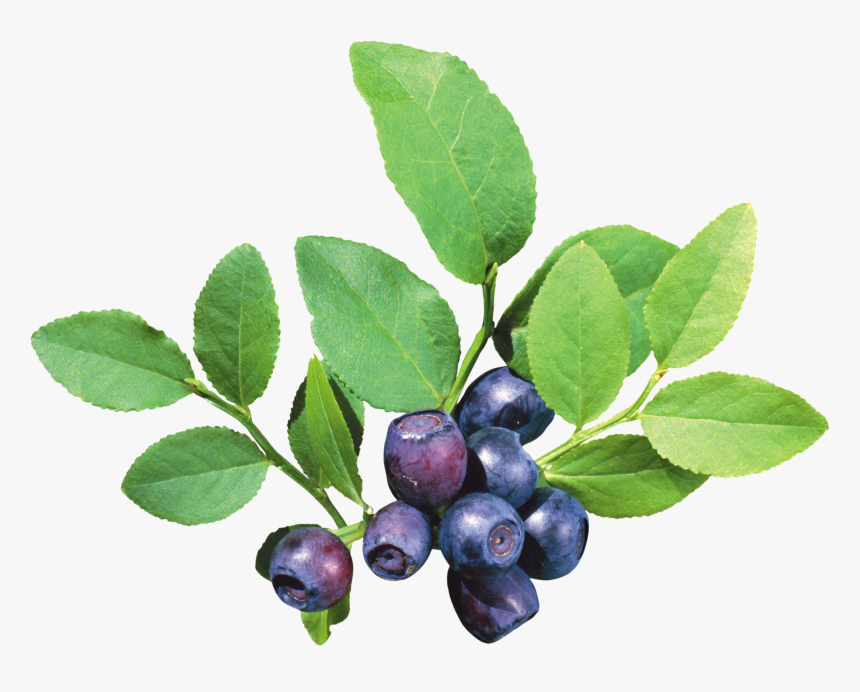 Blueberry Bush Png - Blueberry Tree Png, Transparent Png, Free Download