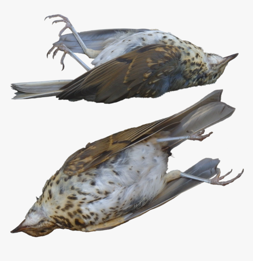 Hawk Clipart Two - Dead Bird Transparent Background, HD Png Download, Free Download