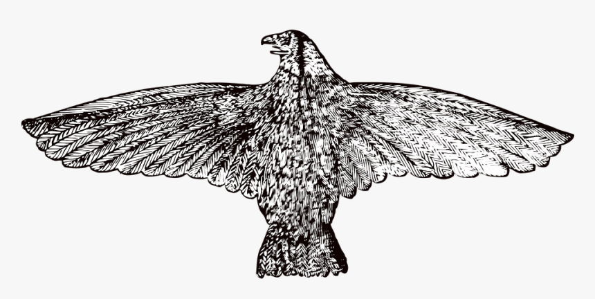 Eagle, Vintage, Hawk, Bird, Animal, Retro - Hawk Transparent Vintage, HD Png Download, Free Download