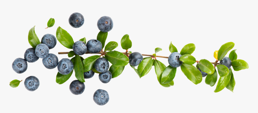 Transparent Blueberry Bush Clipart - Transparent Blueberry Clipart Background, HD Png Download, Free Download