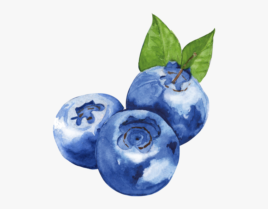 Blueberry - Clipart Watercolor Blueberries, HD Png Download, Free Download