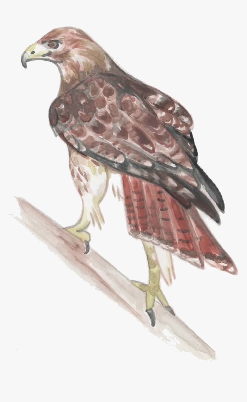 Red-tailed Hawk , Png Download - Falcon, Transparent Png, Free Download