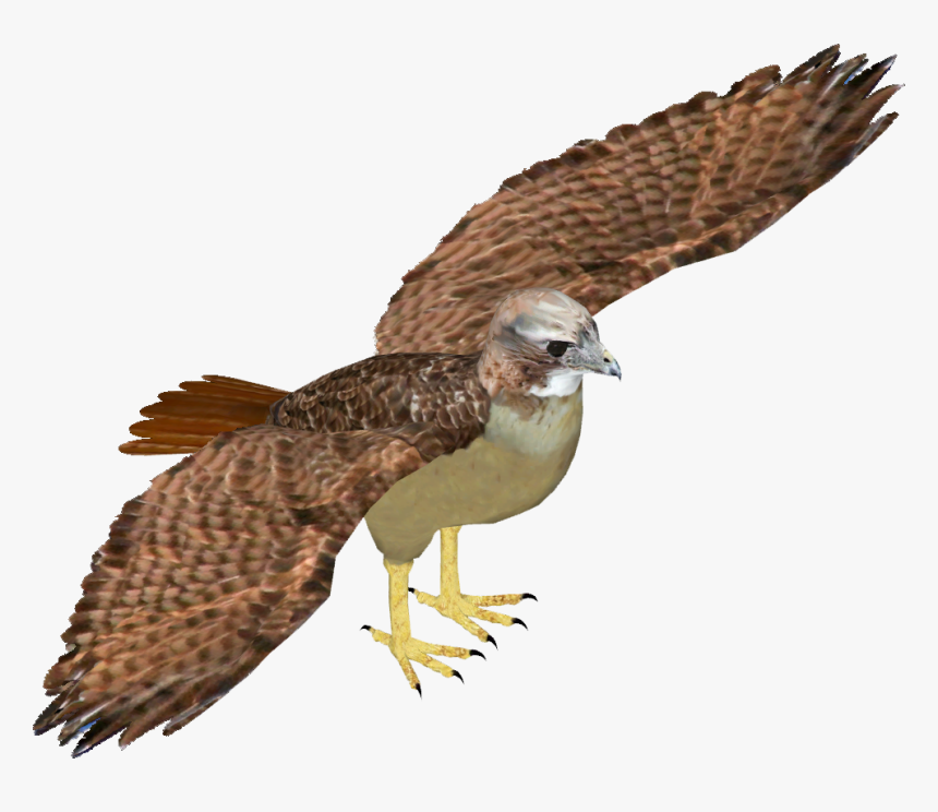 Zt2 Red Tailed Hawk, HD Png Download, Free Download