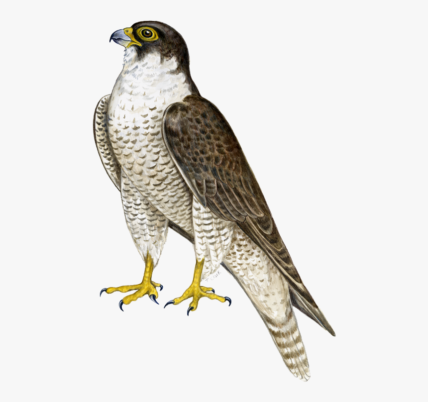Cooper"s Hawk Clipart Transparent - Falcon Png, Png Download, Free Download