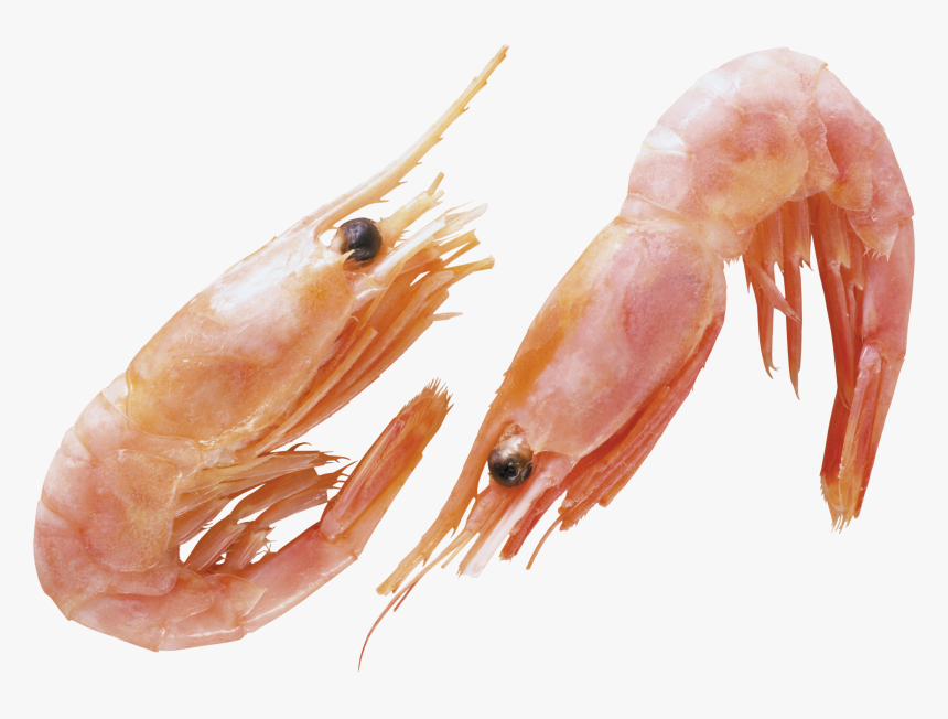 Shrimp Animal Png - Transparent Background Shrimps Png, Png Download, Free Download