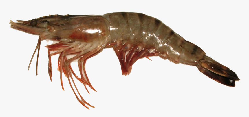 Shrimp Png Background Image - Prone Seafood, Transparent Png, Free Download