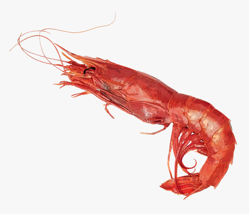 Transparent Krill Png - Botan Shrimp, Png Download, Free Download